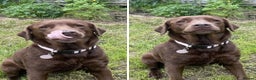 French Bulldog dogs for sale: Chocolate Lab & French bulldog  - Advert 5