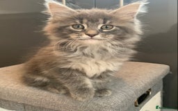 Maine Coon cats for sale: Beautiful Maine coon babies - Image 10