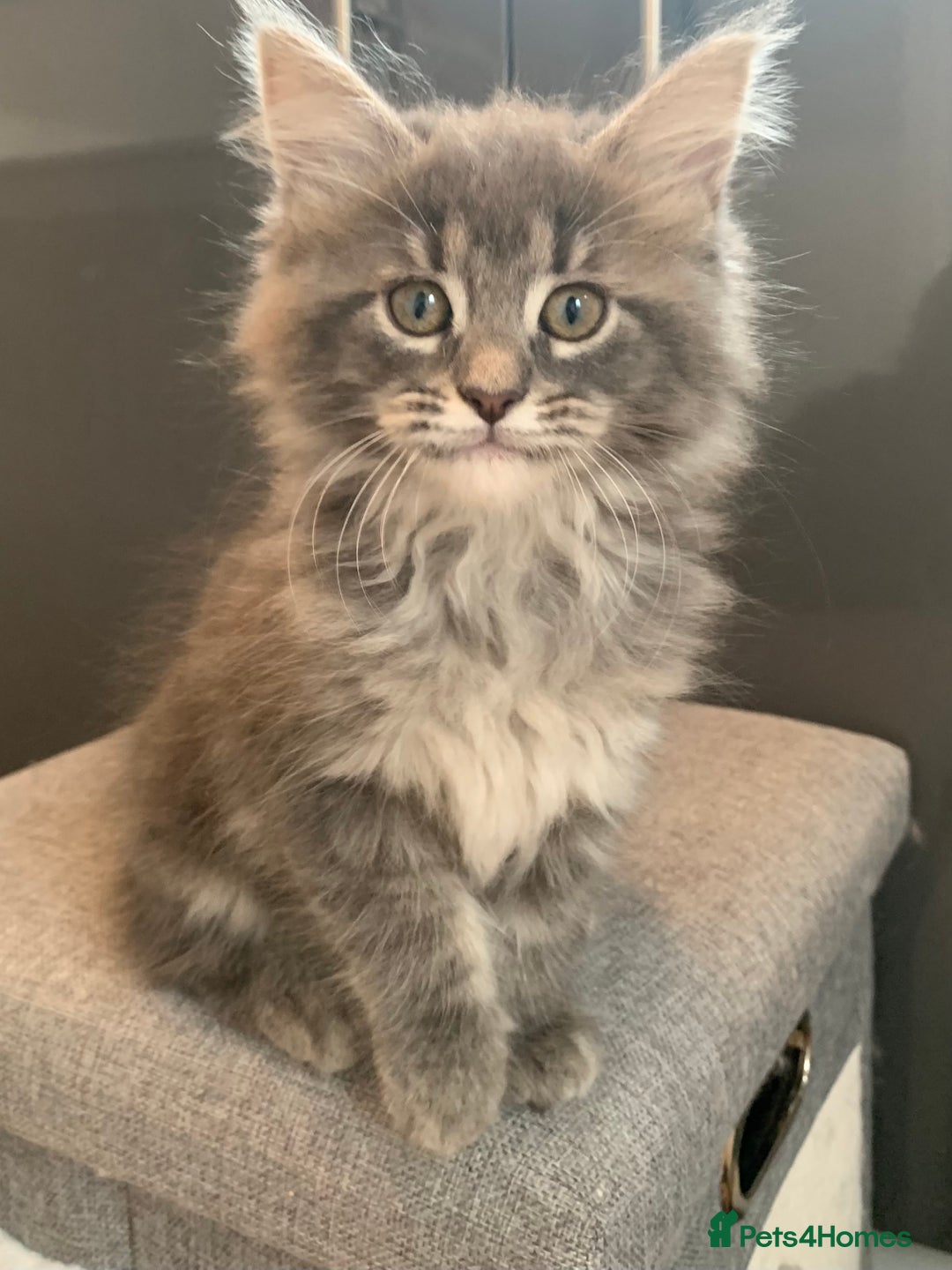 Maine Coon cats for sale: Beautiful Maine coon babies - Image 10