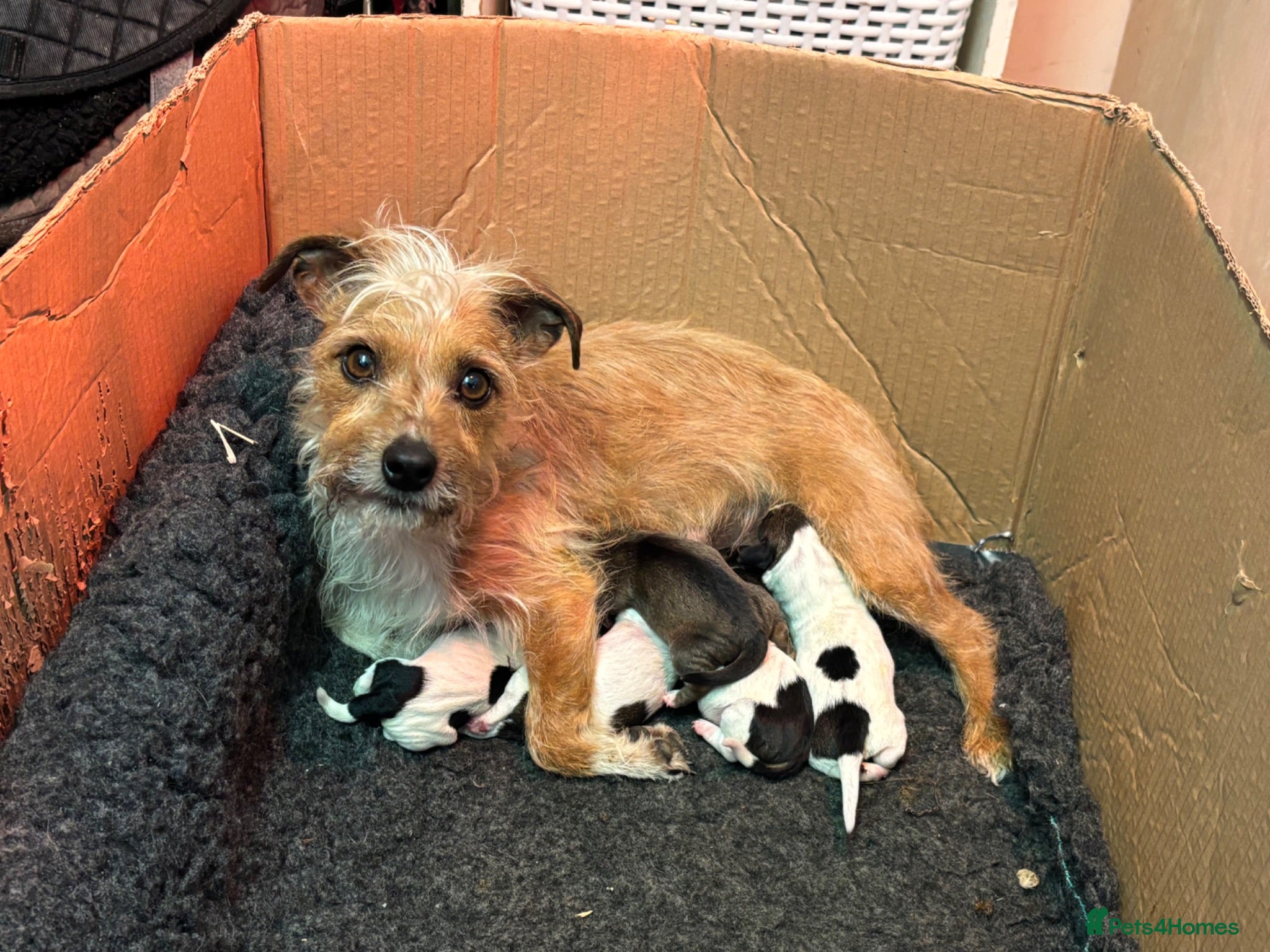 Mixed Breed dogs 2 Beautiful male terrier puppies  - Advert 1