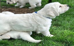 Golden Retriever dogs for sale: STUNNING GOLDEN RETRIEVER PUPPIES - Image 6