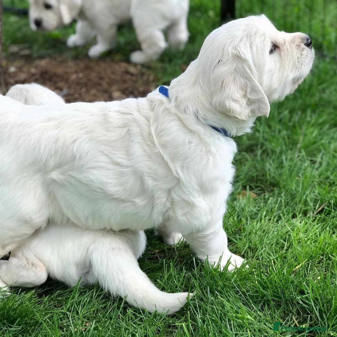 Golden Retriever dogs for sale: STUNNING GOLDEN RETRIEVER PUPPIES - Image 6