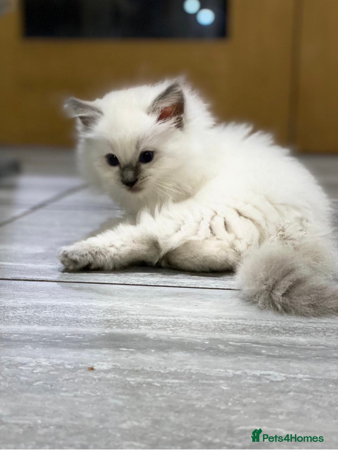 Ragdoll cats for stud: TICA registered blue point stud ragdoll  in Bristol - Advert 2