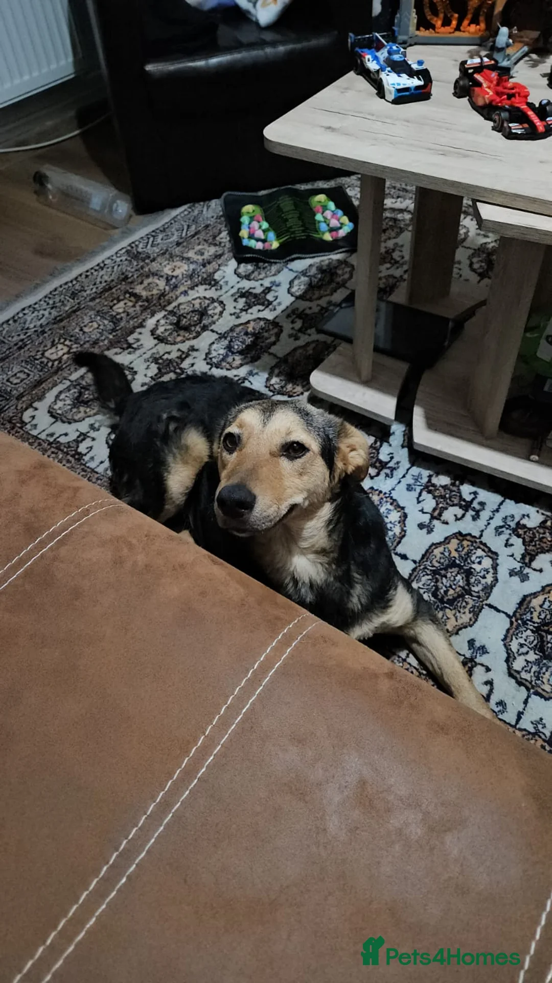 Mixed Breed dogs for adoption: 🐾 Meet Larisa - a gentle girl for a Loving Home💛 - Advert 38