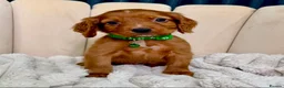 Cocker Spaniel dogs for sale: Adorable Red Cocker Spaniel Puppies 🐶❤️ - Advert 8