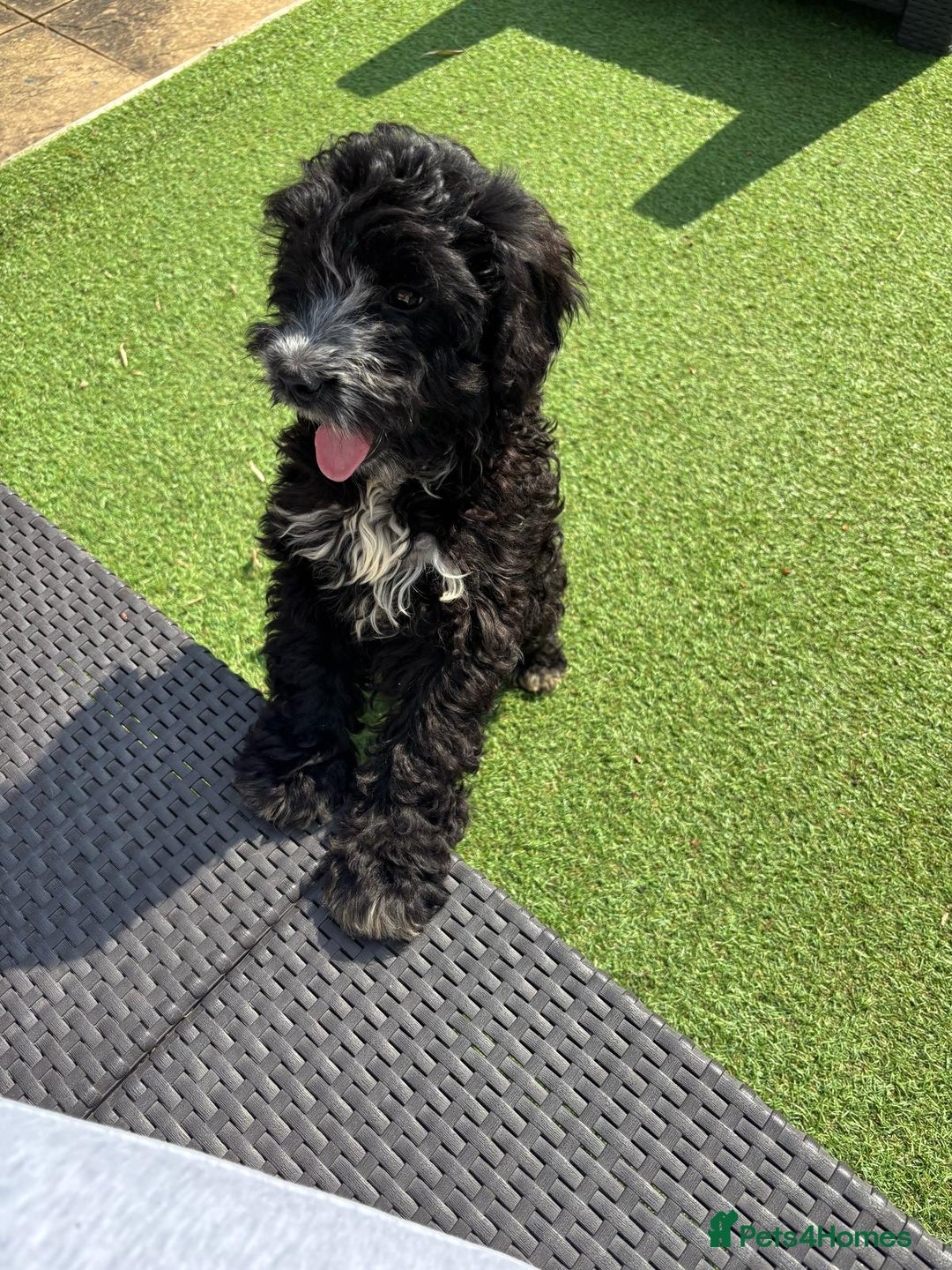 Cockapoo dogs for sale: Alfie - Image 1