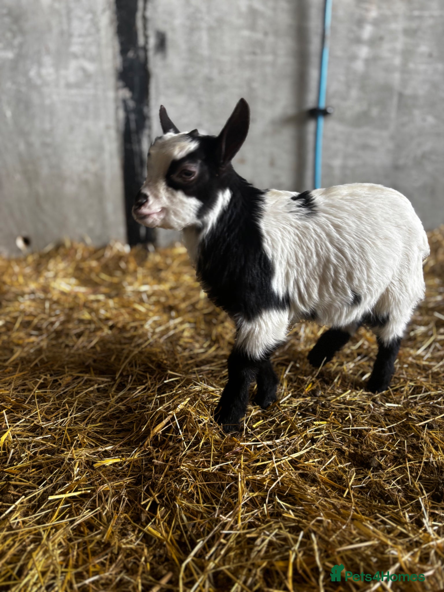 Goats livestock Nanny Pygmy goat and her son at foot  - Advert 1