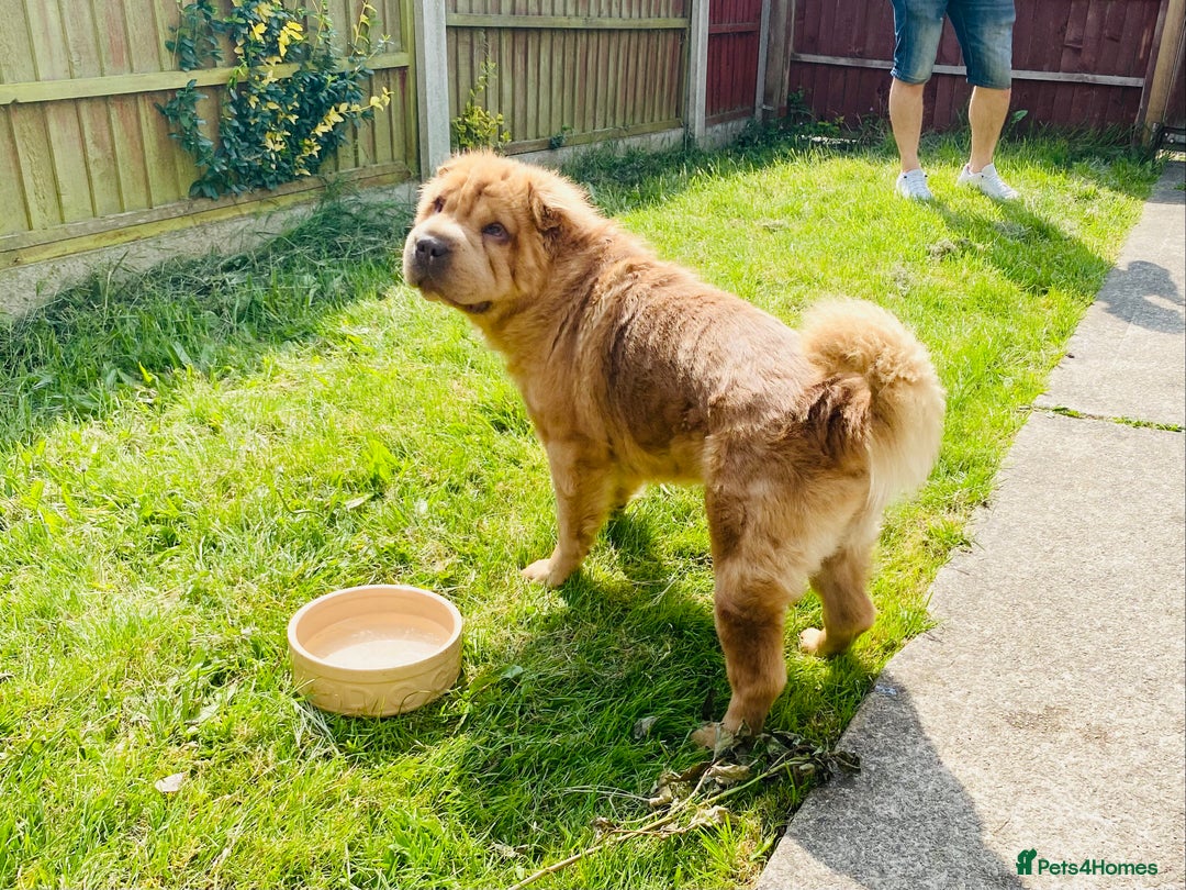 Shar Pei dogs for sale:  Bear coat Sharpi female   - Image 4