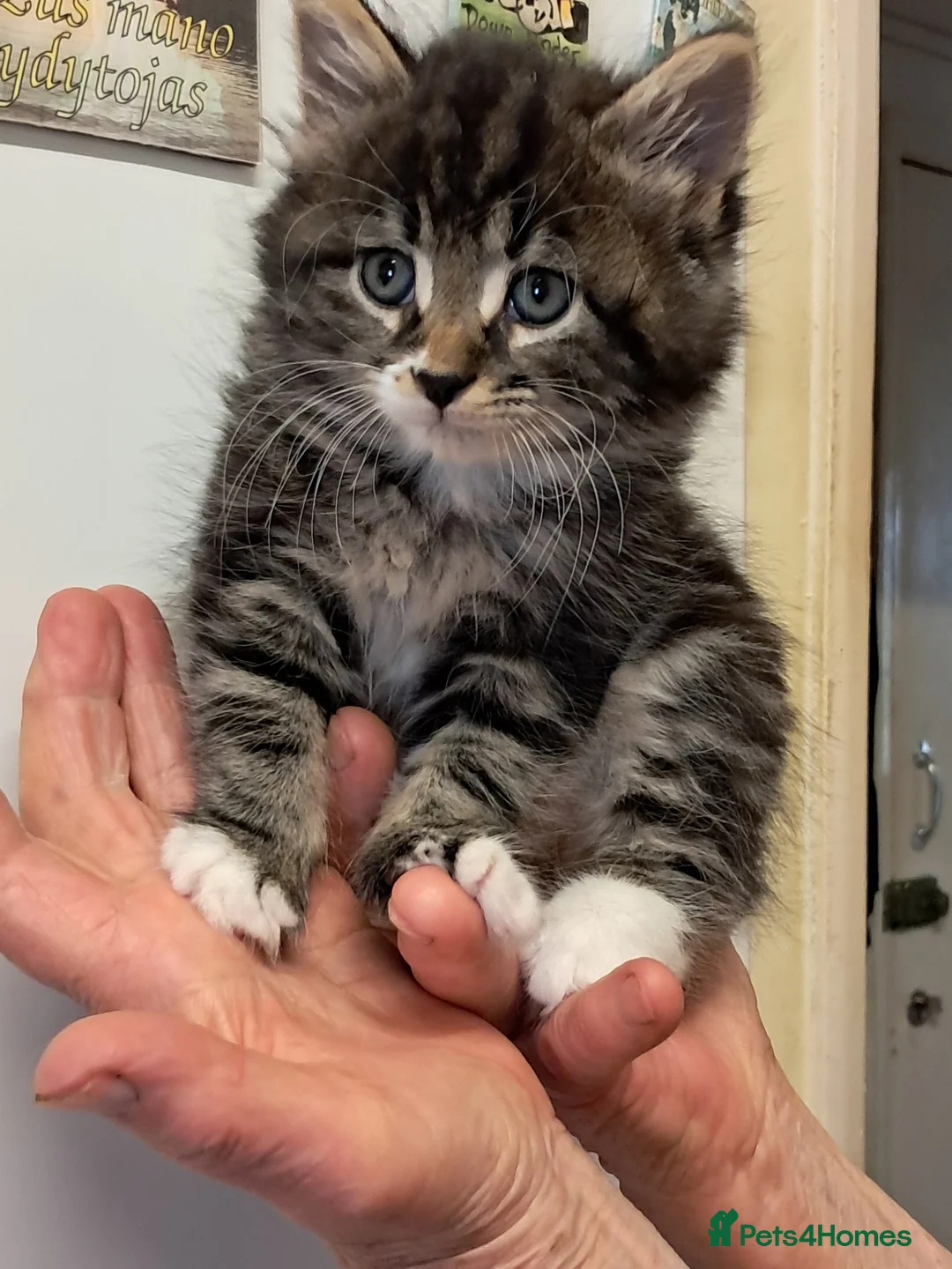 Mixed Breed cats for sale: Very energetic full of love kittens in Ilford - Advert 12