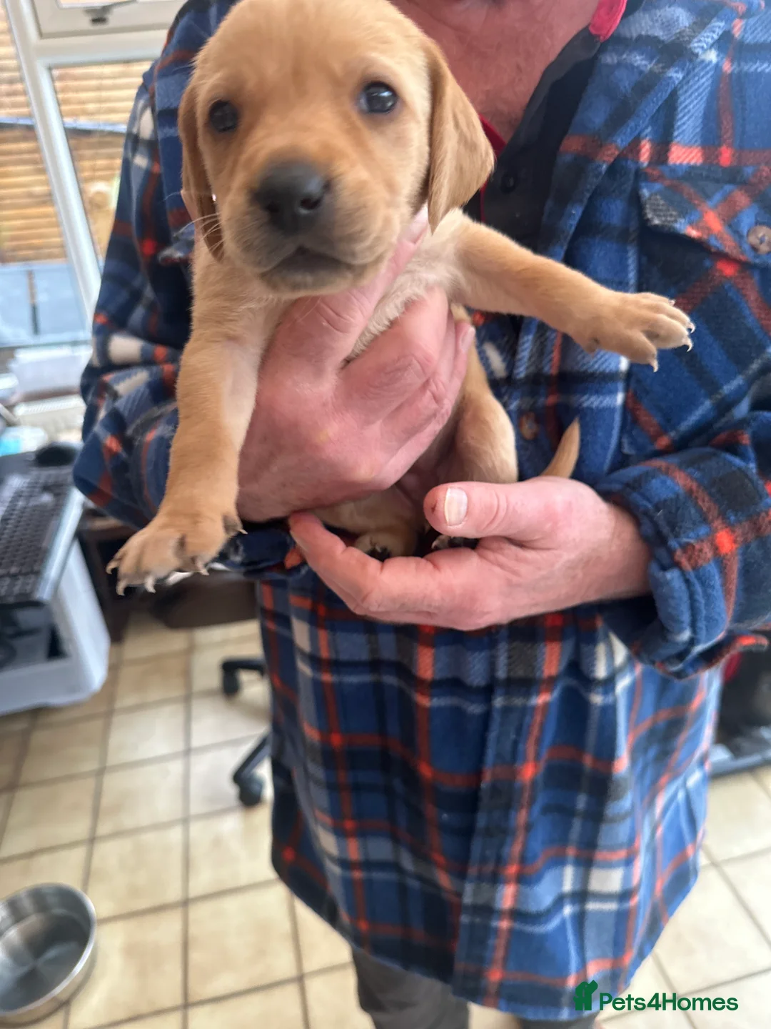 Mixed Breed dogs for sale: Vizslador puppys - Advert 15
