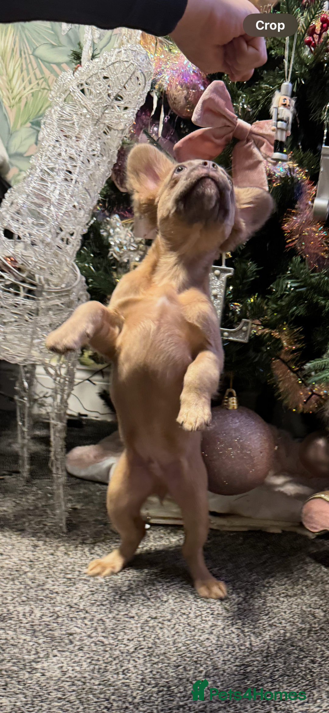 French Bulldog dogs for sale: KC registered! Fluffy frenchies PRICE DROPPED  - Advert 30