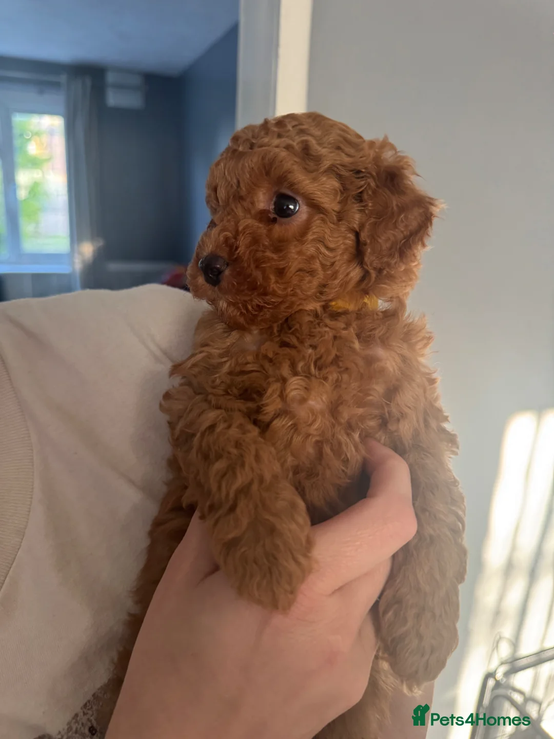 Cavapoo dogs for sale: Two beautiful Fox Red Cavapoo pups in Canterbury - Advert 13