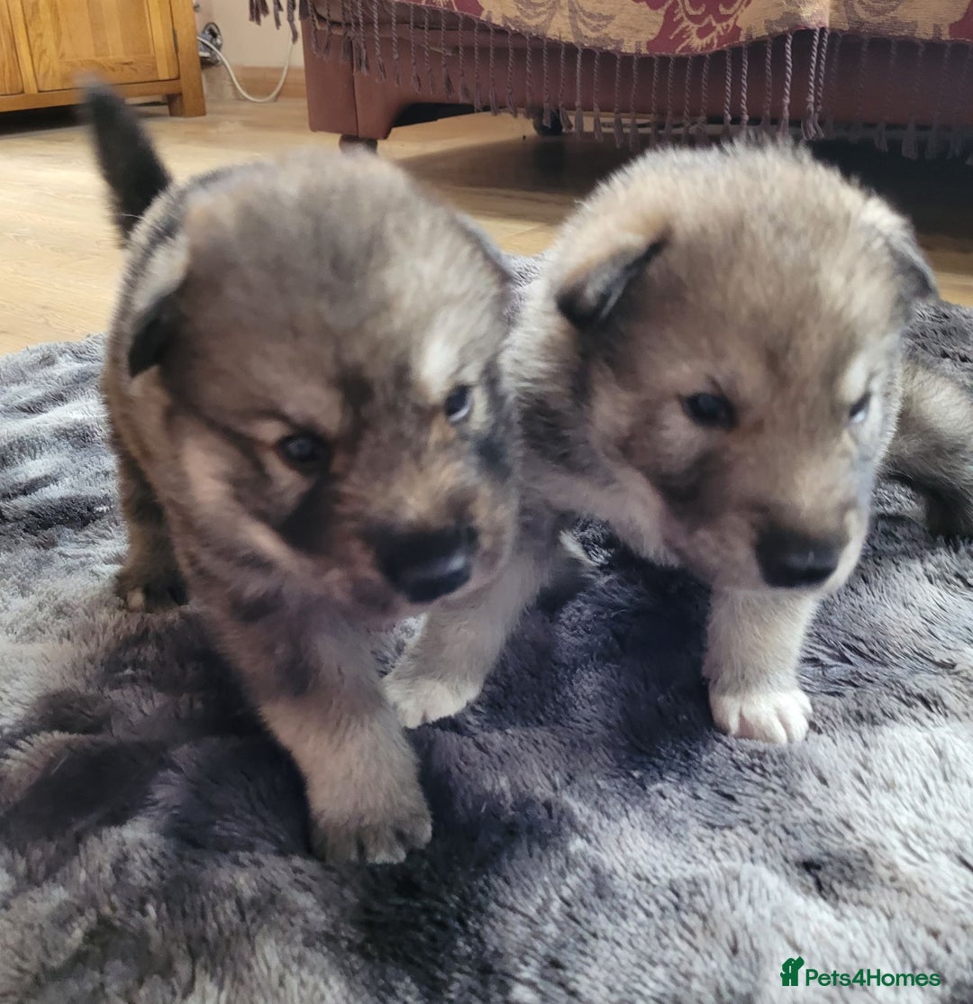 German Shepherd dogs for sale: RARE TAMASKAN PUPS REGISTERED AND EMBARKED - Advert 1