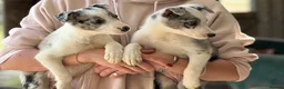 Border Collie dogs for sale: Pedigree Border collie puppies - Advert 3