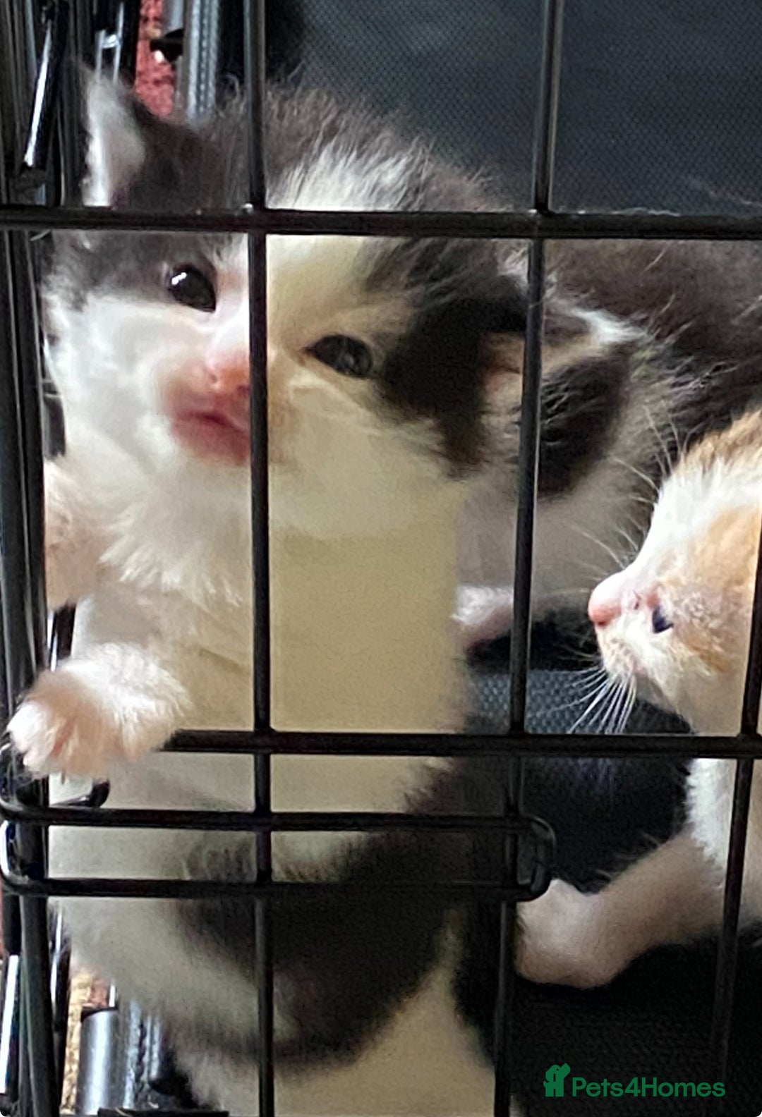 British Shorthair cats for sale: Mabel’s beautiful babies  - Image 1