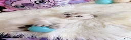 Scottish Fold cats for sale: 🐾 Stunning Scottish kitties 🐾 - Advert 19