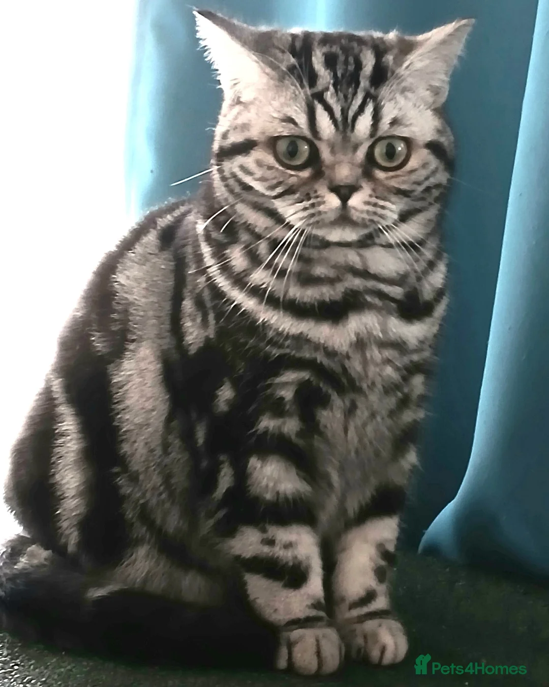 British Shorthair cats for sale: Bsh.Classic SilverTabby.Active. - Advert 1