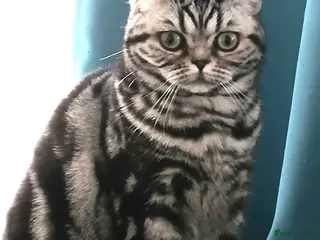 British Shorthair cats Bsh.Classic SilverTabby.Active. - Advert 1