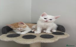 Ragdoll cats for sale: Gorgeous ragdoll cross kittens  - Image 3