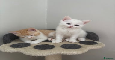 Ragdoll cats - Advert 13