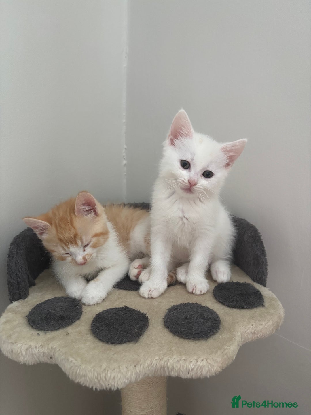 Ragdoll cats for sale: Gorgeous ragdoll cross kittens  - Image 3