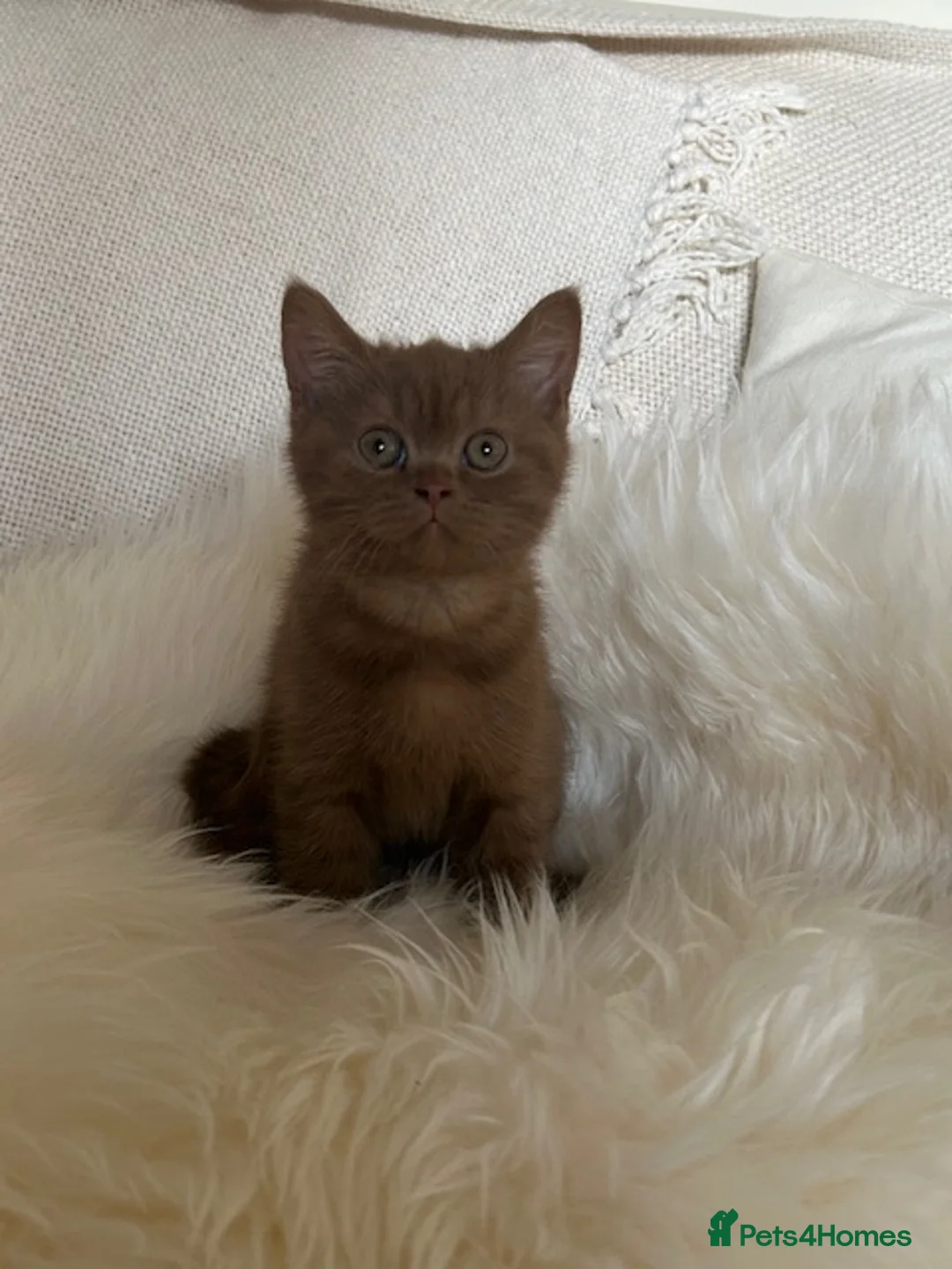 British Shorthair cats for sale: GCCF Cinnamon & Lilac BSH - Advert 1