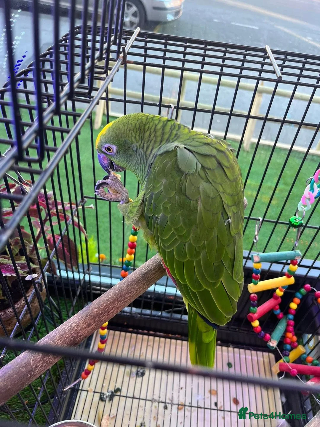 Macaws birds for sale: Accrington  - Advert 1