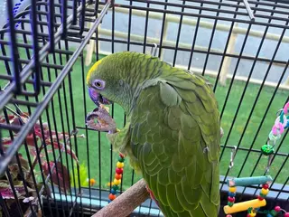 Macaws birds Accrington - Advert 6