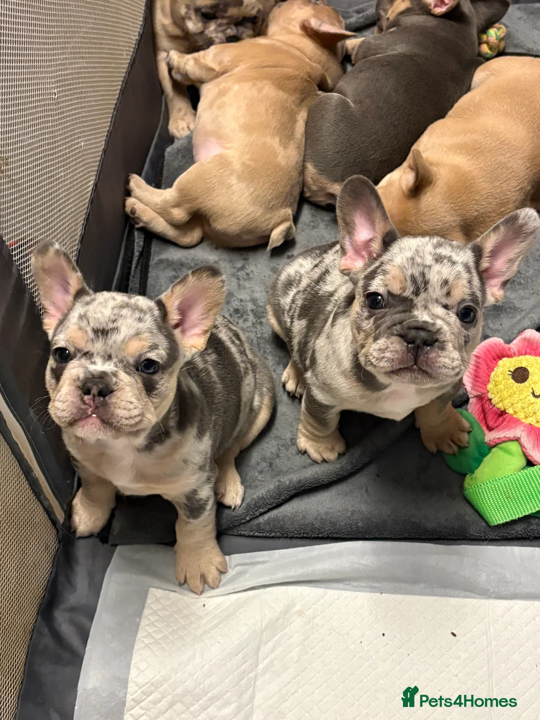 French Bulldog dogs for sale: *REDUCED*❤️‍🔥 - Advert 37