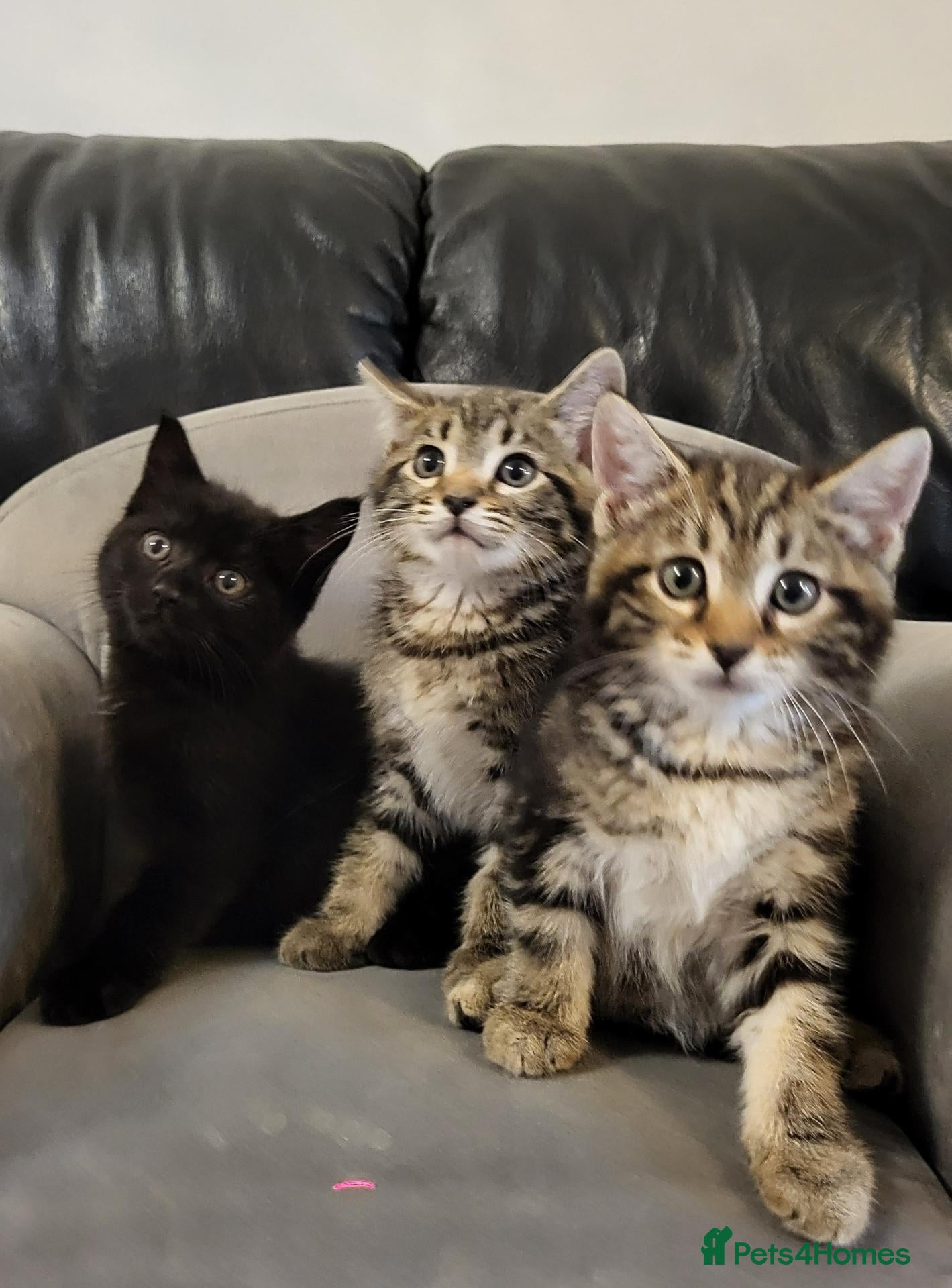 Maine Coon cats Litter of 5 Maine Coon X kittens - Advert 1