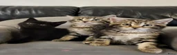 Maine Coon cats for sale: Litter of 5 Maine Coon X kittens - Advert 1