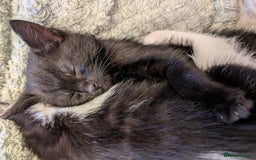 British Shorthair cats for sale: Beautiful black and white kittens for sale - Image 2
