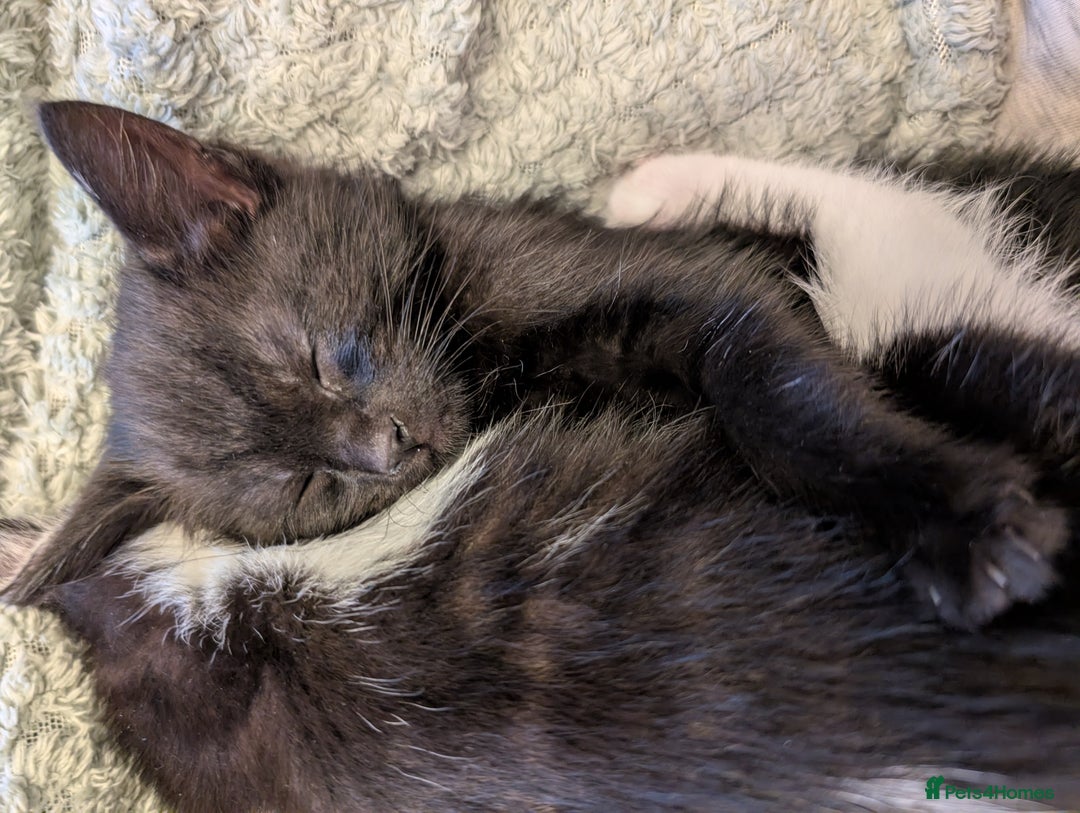 British Shorthair cats for sale: Beautiful black and white kittens for sale - Image 2