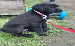 Labrador Retriever dogs for sale: KC registered Labrador retrievers for sale  - Image 9