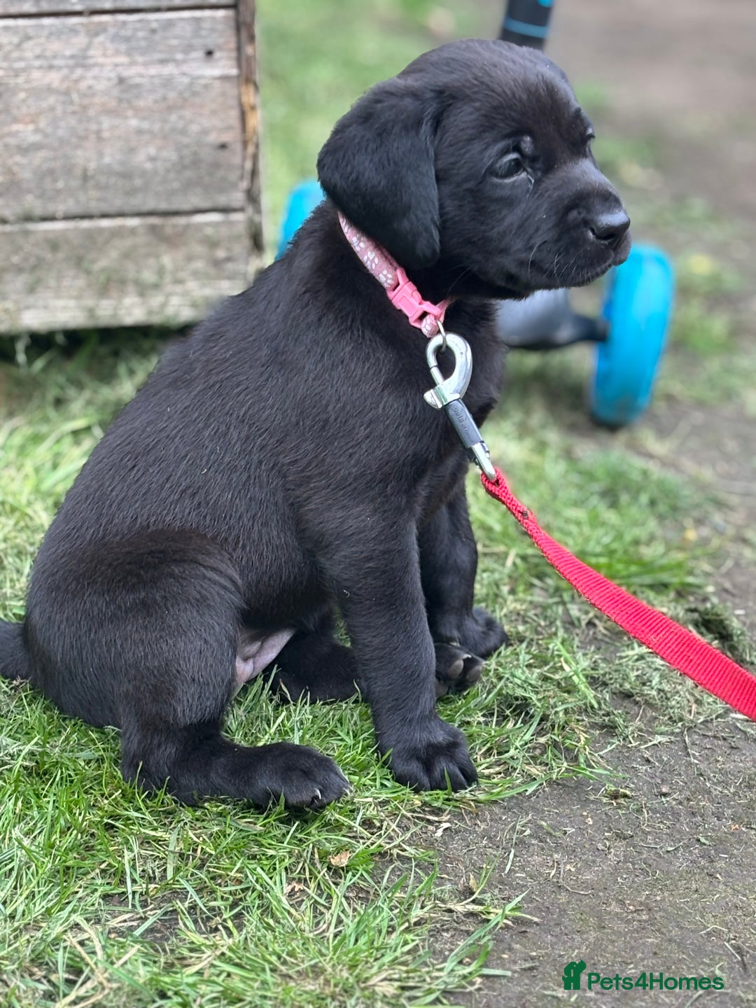 Labrador Retriever dogs for sale: KC registered Labrador retrievers for sale  - Image 9