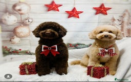 Miniature Poodle dogs for stud: Teddy KC Registered/Health tested Toy Stud in Wigan - Image 8