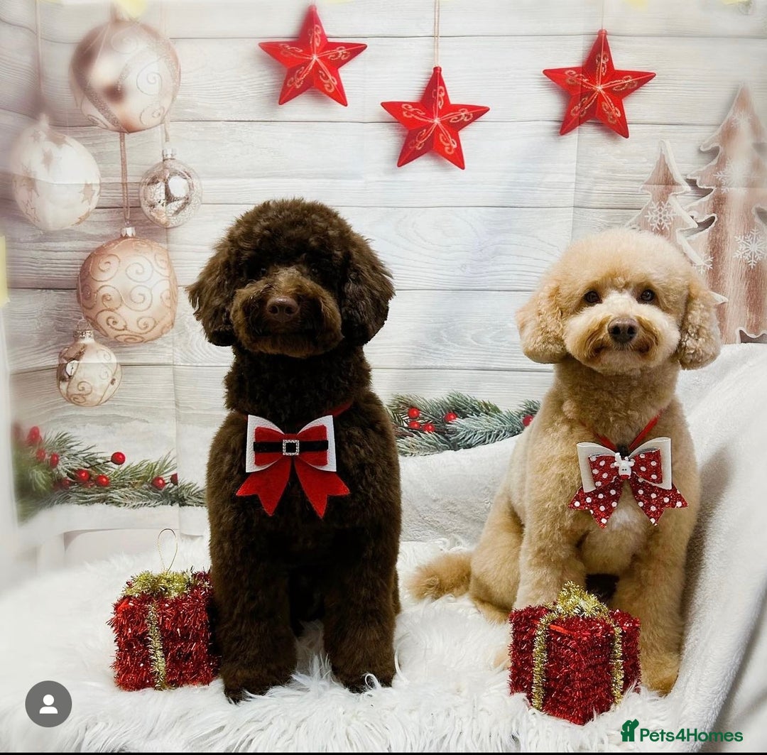 Miniature Poodle dogs for stud: Teddy KC Registered/Health tested Toy Stud in Wigan - Image 8