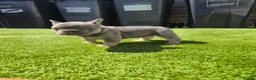 French Bulldog dogs for sale: Top Quality KC Registered French Bulldog 2x Micro  in Bournemouth - Advert 6