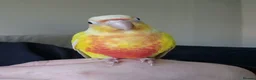 Conures birds for sale: Super adorable fully hand reared baby conures  - Advert 3