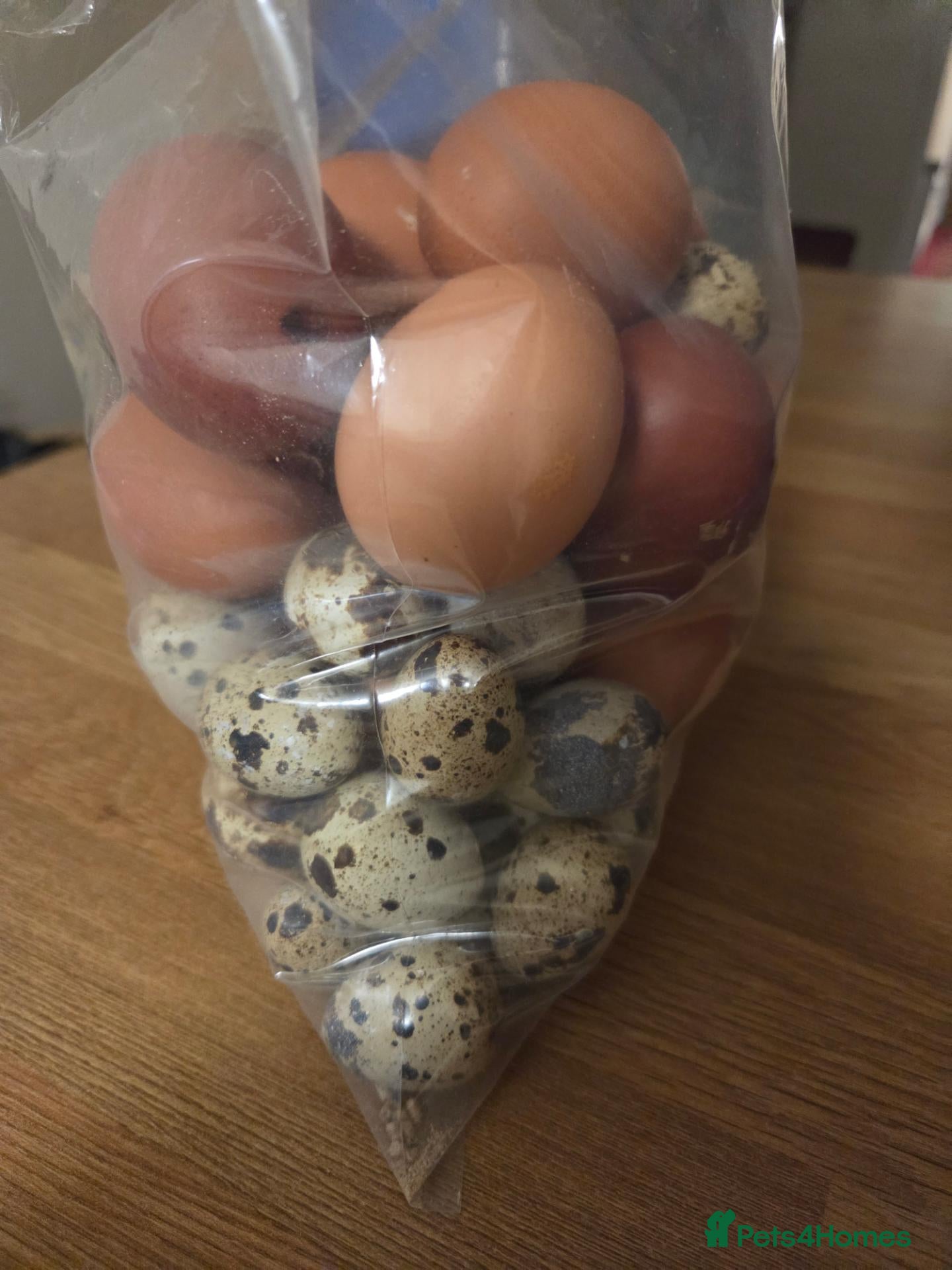 Mixed Breed poultry Fertile hatching Quail and chicken eggs - Advert 7