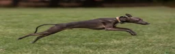 Italian Greyhound dogs for stud: Italian Greyhound Stud – KC Registered (Unproven) in Ferryhill - Advert 6