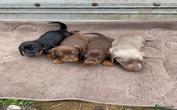 Dachshund dogs for sale: Dachshund  - Image 3