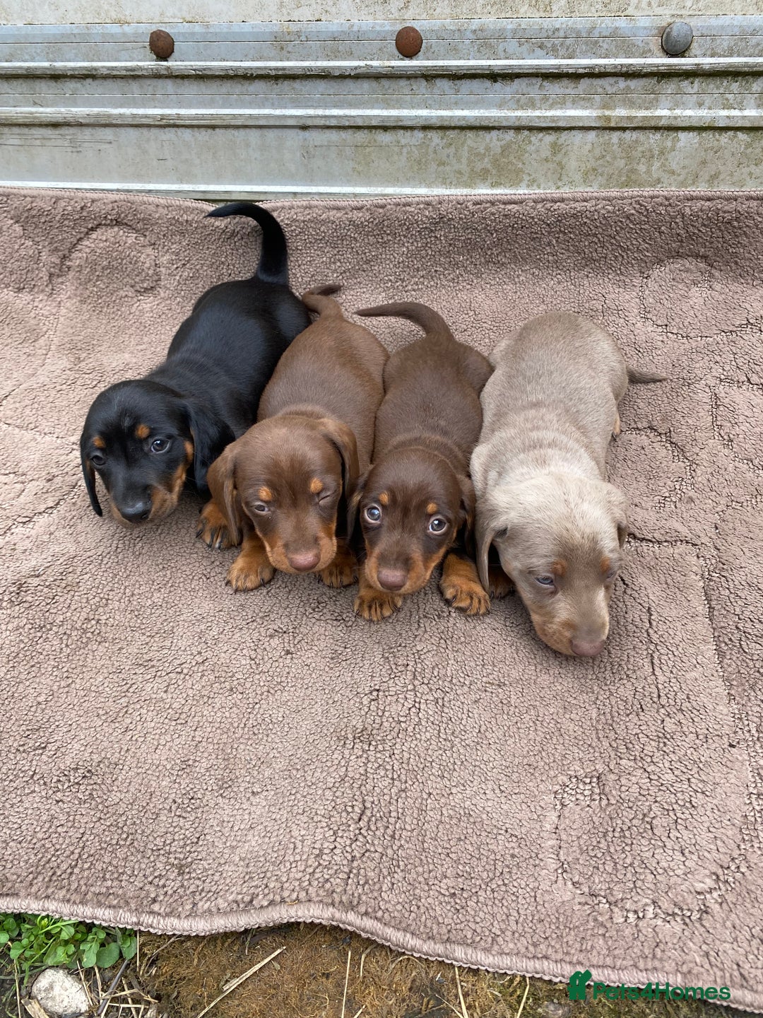 Dachshund dogs for sale: Dachshund  - Image 3