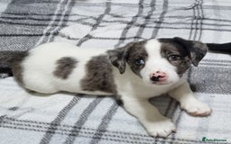 Jack Russell dogs for sale: Jack Russell Pups (ready 24th July) - Image 27