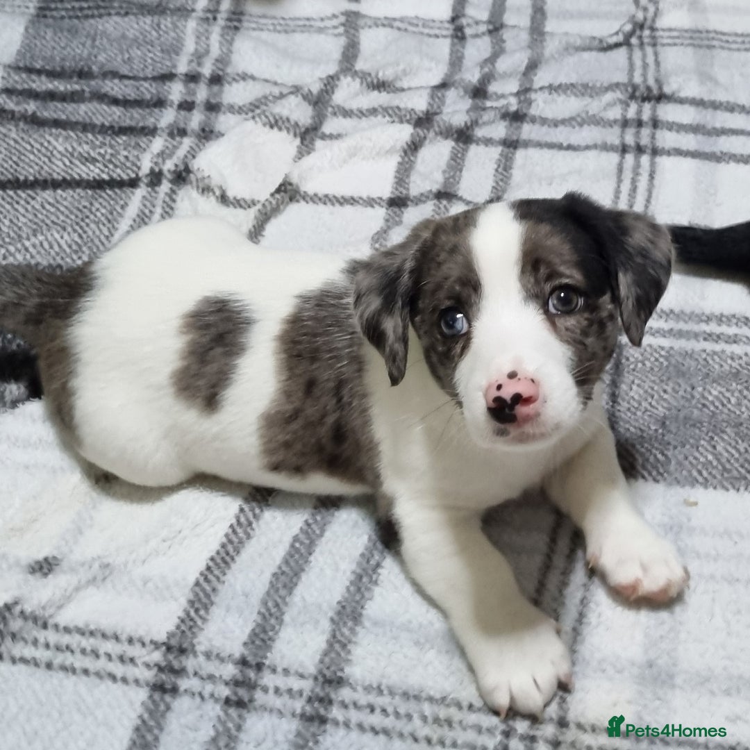 Jack Russell dogs for sale: Jack Russell Pups (ready 24th July) - Image 27