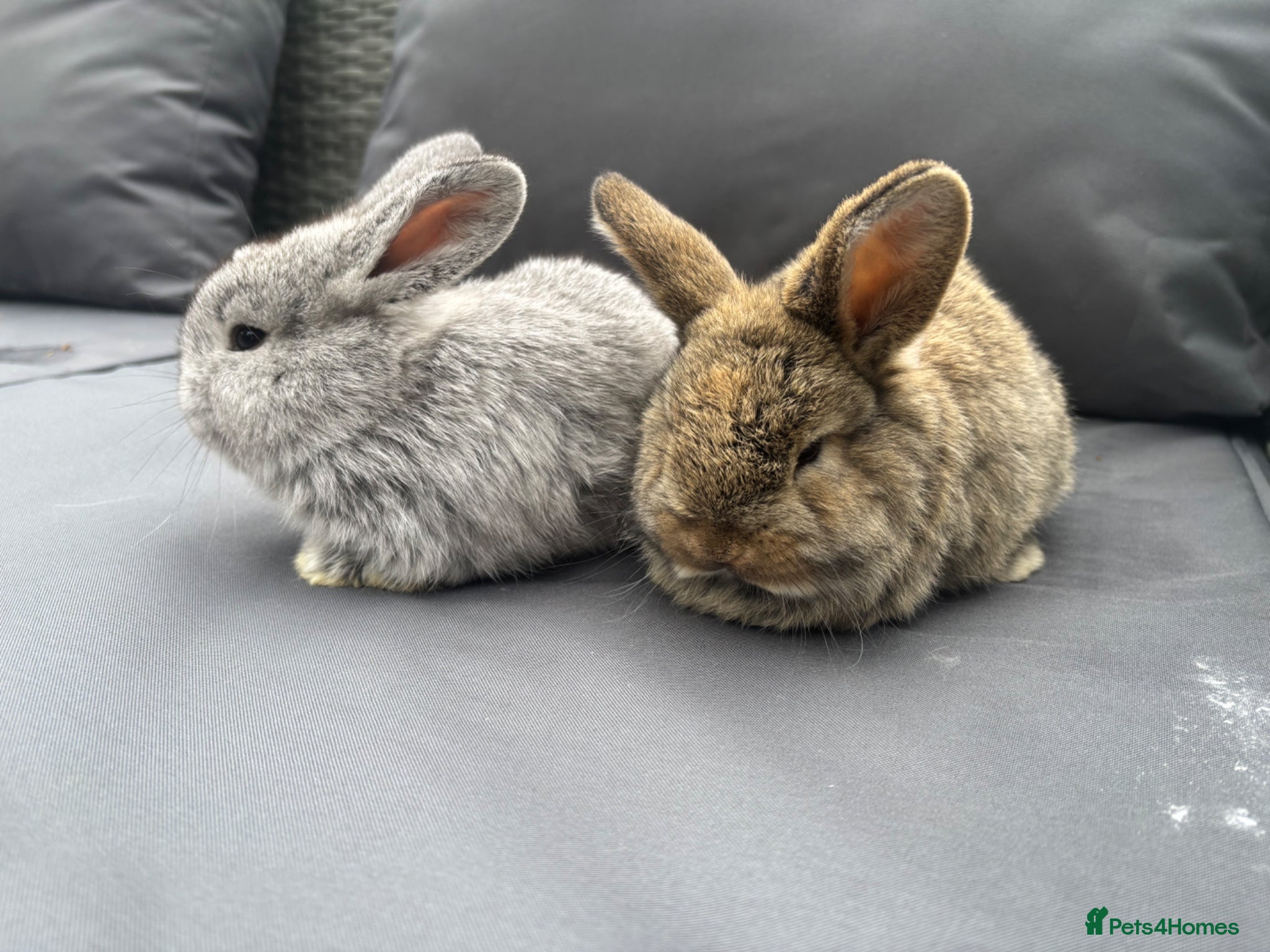 Mixed Breed rabbits Two French x mini lops  - Advert 21