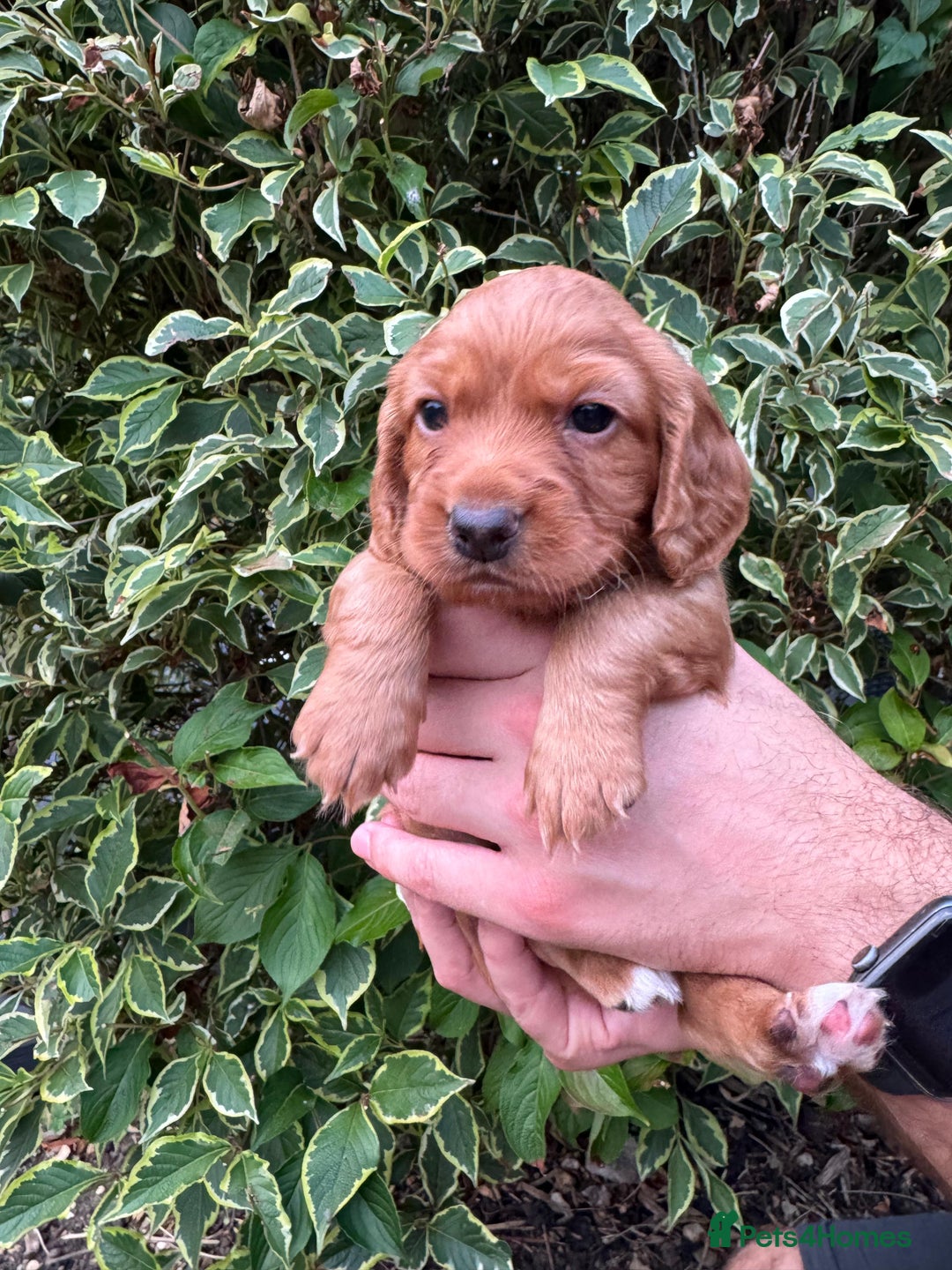 Cocker Spaniel dogs for sale: Health Tested Clear Cocker Spaniel Puppies  - Image 15