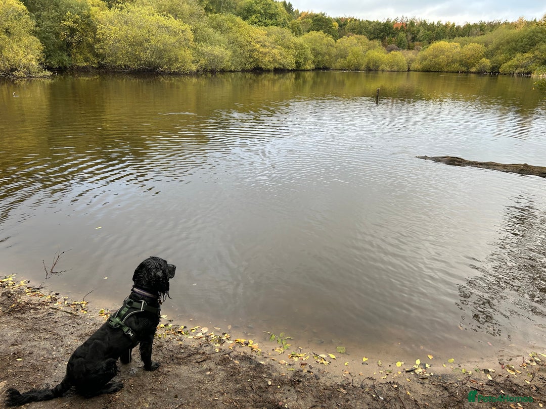Cocker Spaniel dogs for sale: Male Working cocker spaniel age 1 - Advert 8
