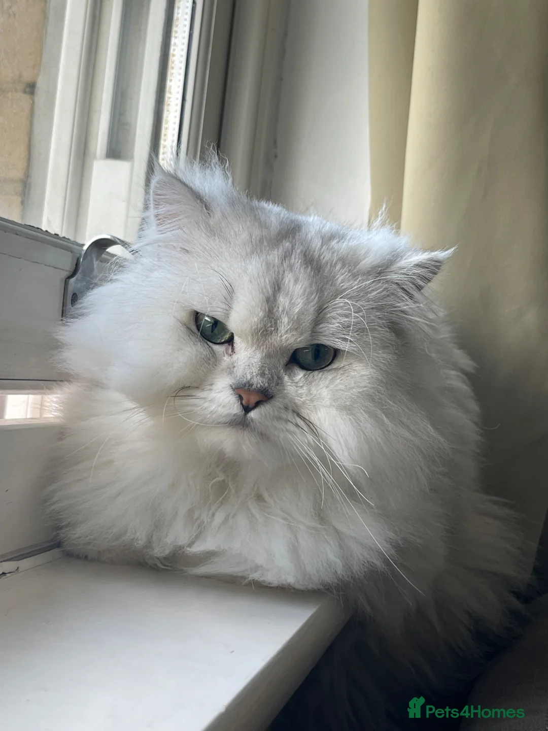 Persian cats for stud: One of a kind Persian Chinchilla - Romeo in London - Advert 1