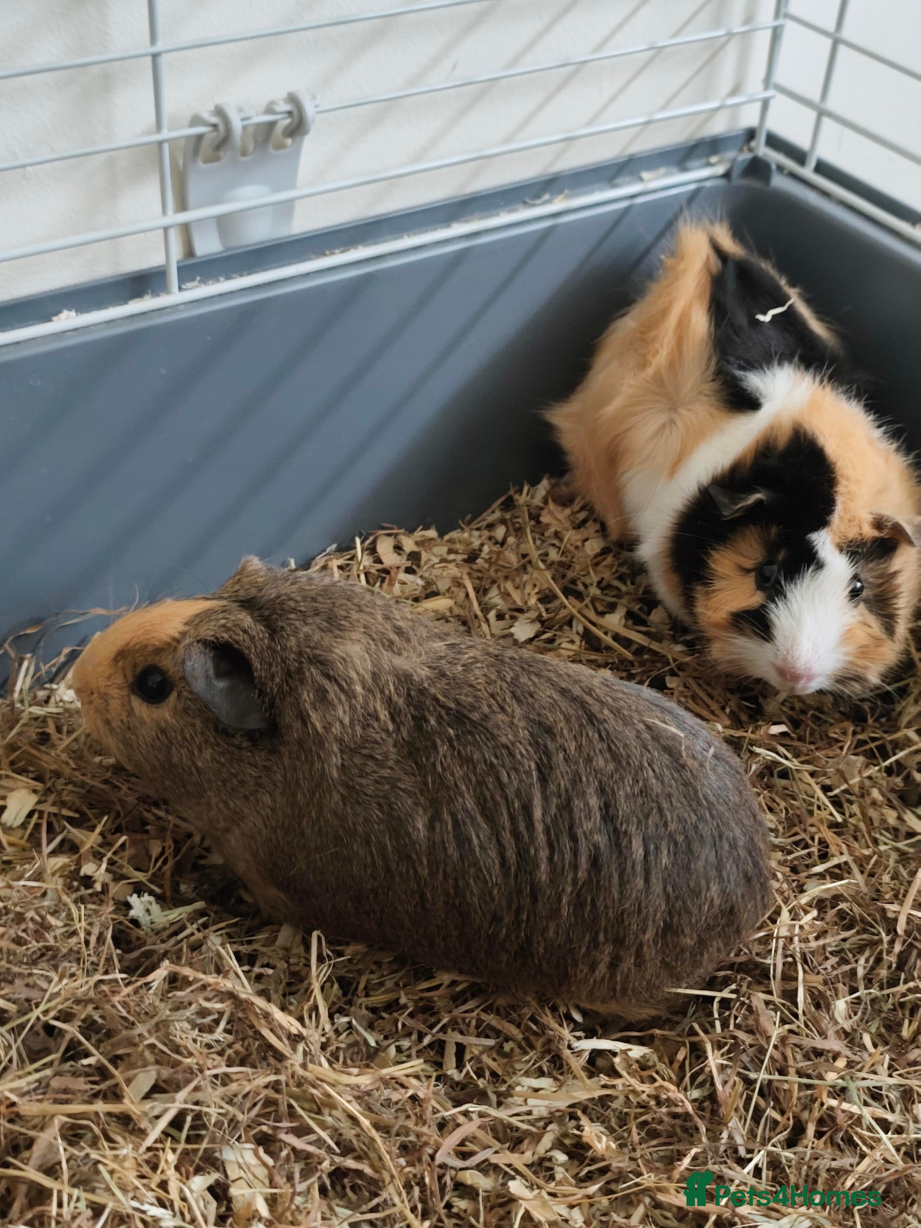 Guinea Pig rodents 2 Guinea pigs Female, Cage, Food, Hay  - Advert 5